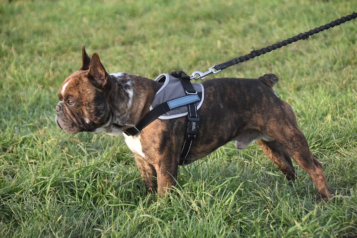 Top 5 Best Dog Harness