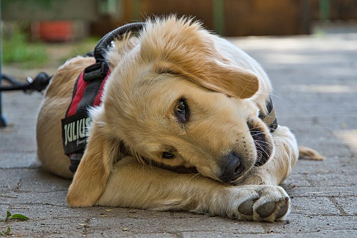 Top 5 Best Dog Harness