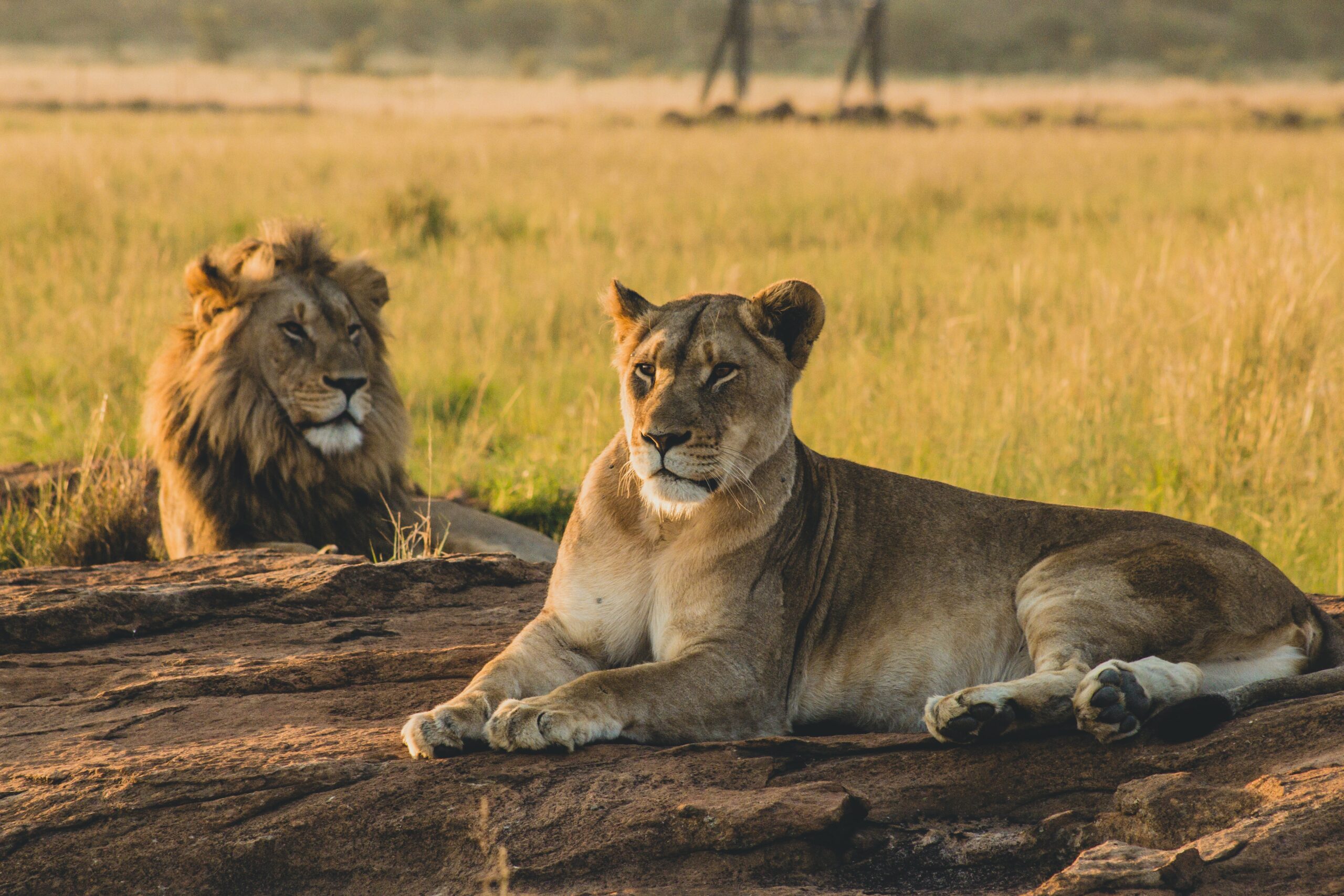Guide to the Best Tanzania Safaris